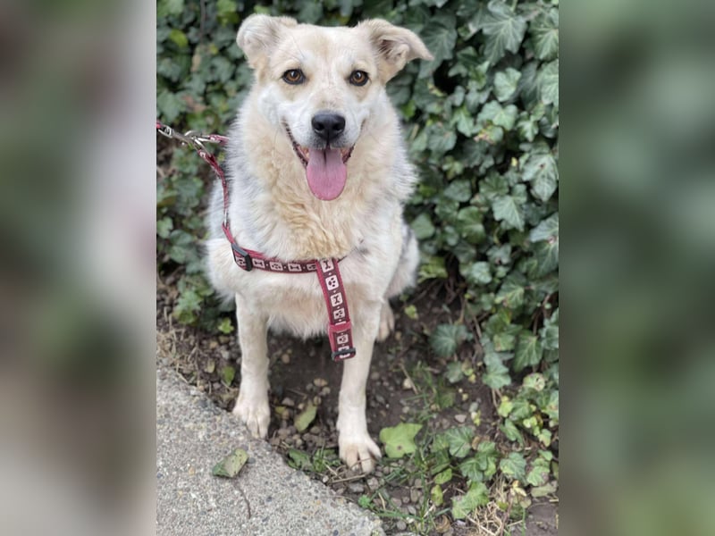 MAYA - sucht ihre Menschen