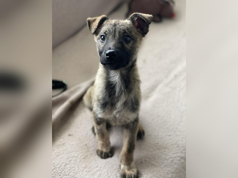 MAXI - liebevoller Hundebub