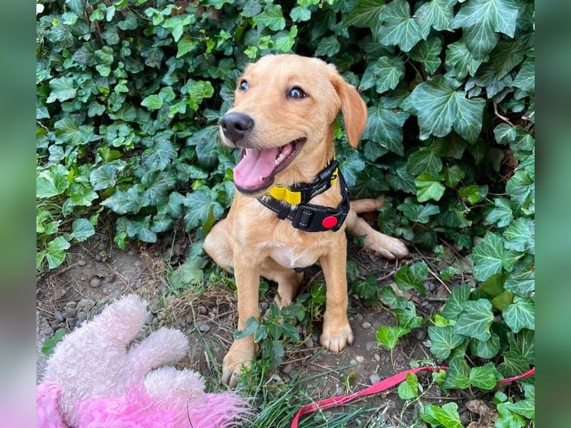 AMBER - tolles Hundemädchen