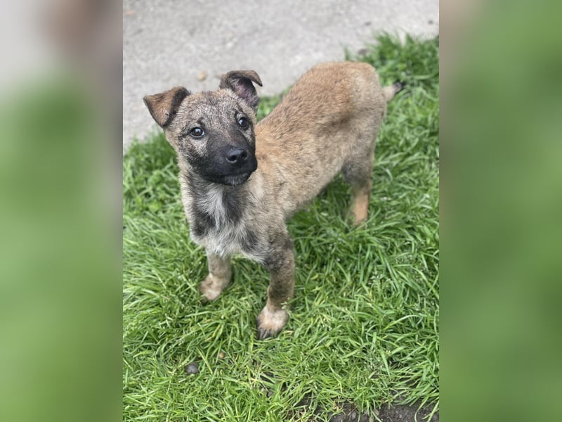 MAXI - liebevoller Hundebub