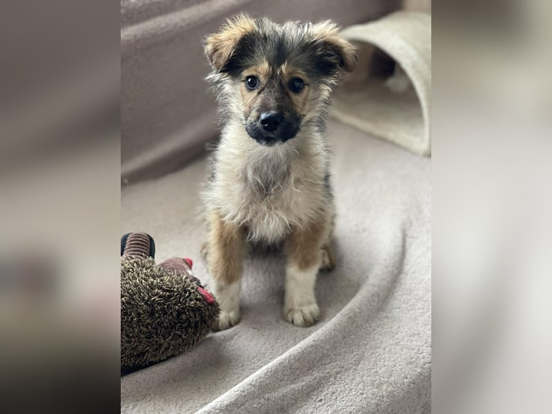 MARTHA - liebevolles Hundemädchen