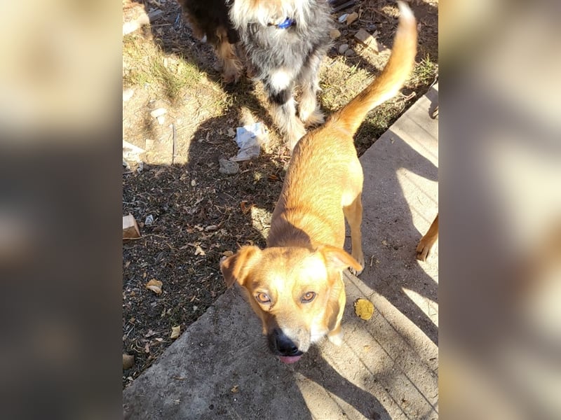 RICKY - sucht seinen sicheren Hafen