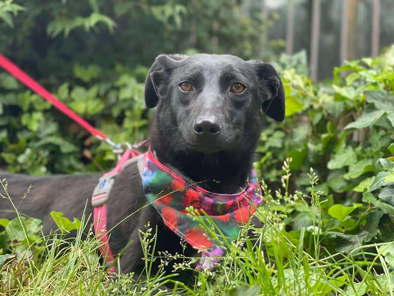 MYLA - schüchternes Mädchen sucht ihre Menschen