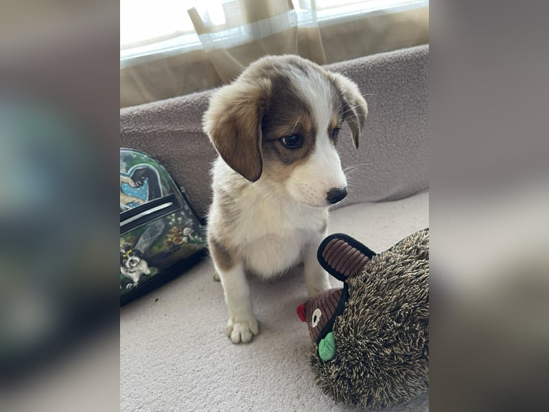 PEER - sanfte Seele sucht seine Menschen *reserviert*