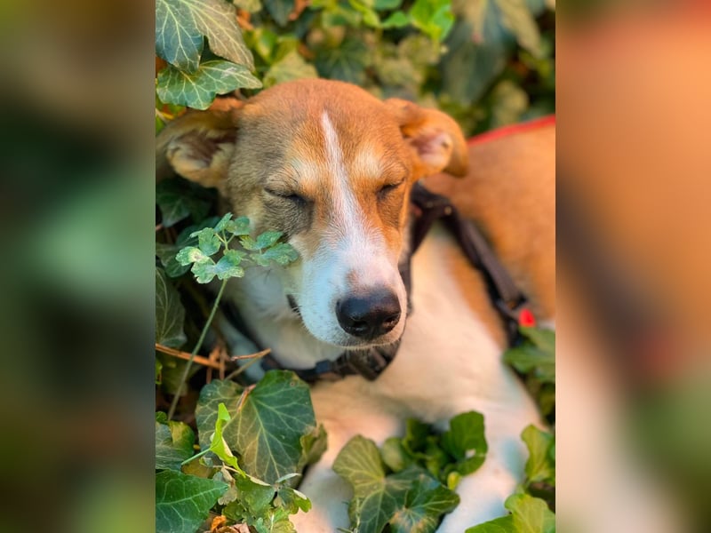 IVY - liebes Hundemädchen
