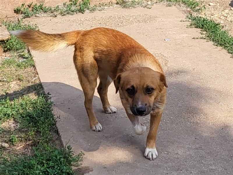 RICKY - sucht seinen sicheren Hafen