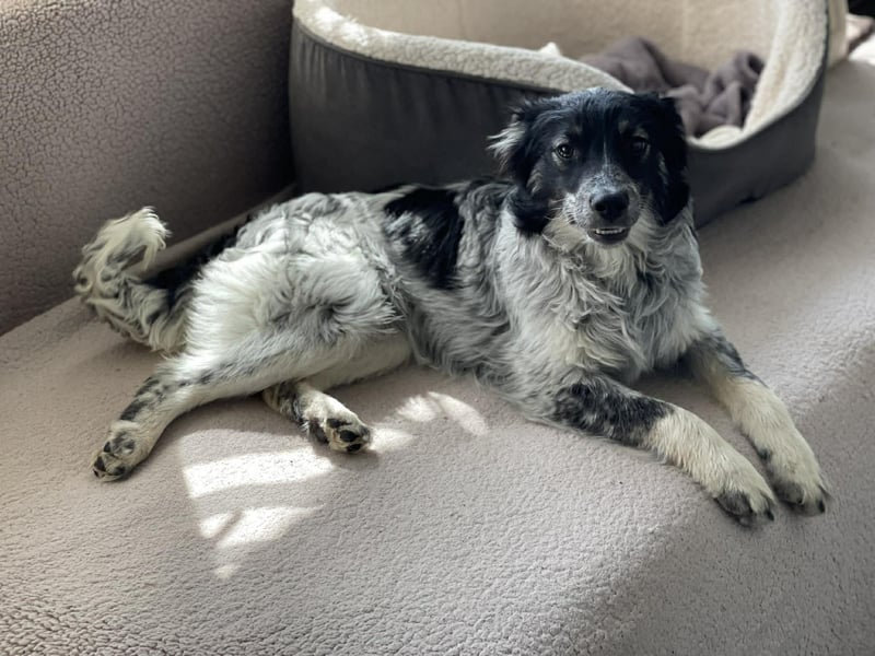 SADIE - Traumzuhause gesucht