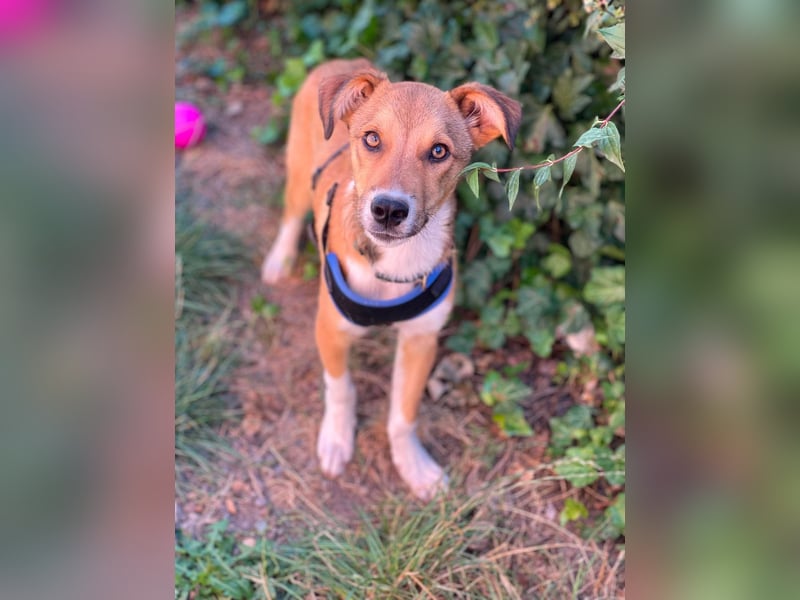 ROCKY - toller Hundebub