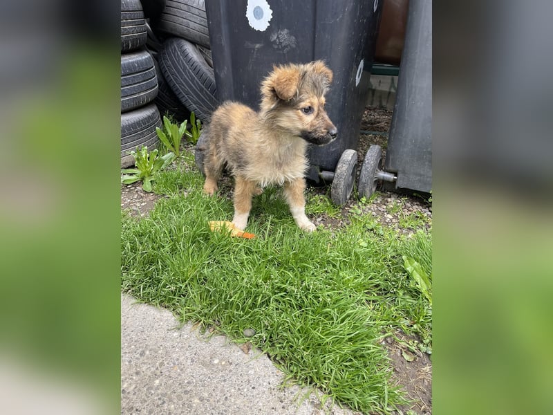 MARTHA - liebevolles Hundemädchen