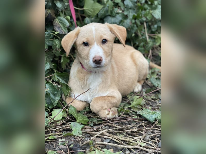 PAULA - liebevolles Hundemädchen *reserviert*