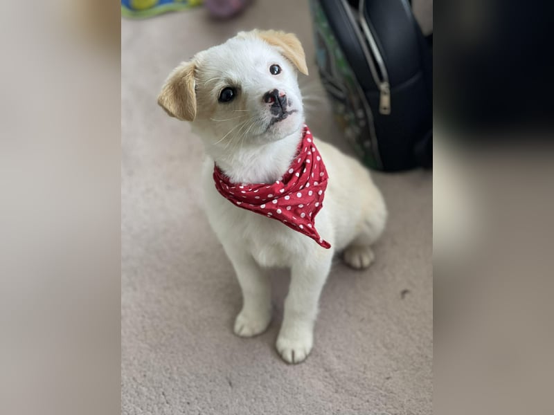 PRESTON - Zuckerbub sucht seine Menschen *reserviert*