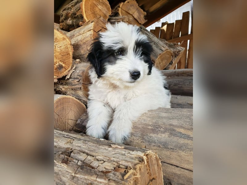 LOTTE - Traumzuhause gesucht