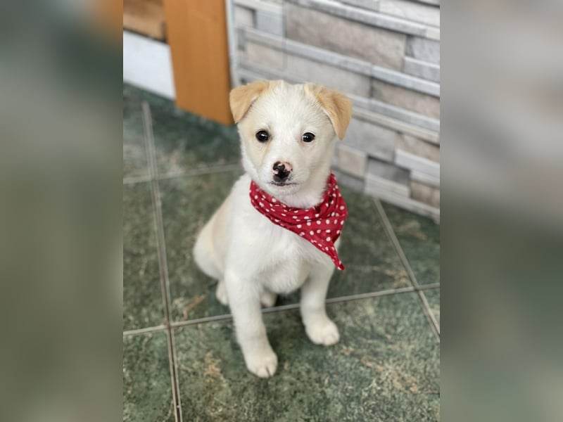 PRESTON - Zuckerbub sucht seine Menschen *reserviert*