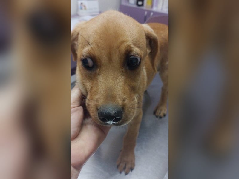 LOKI - kleiner Zuckerschatz sucht seine Menschen