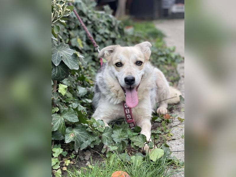 MAYA - sucht ihre Menschen