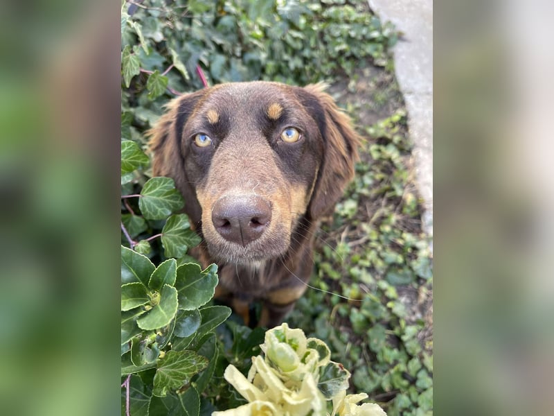 ROSIE - verspielte Schönheit *reserviert*