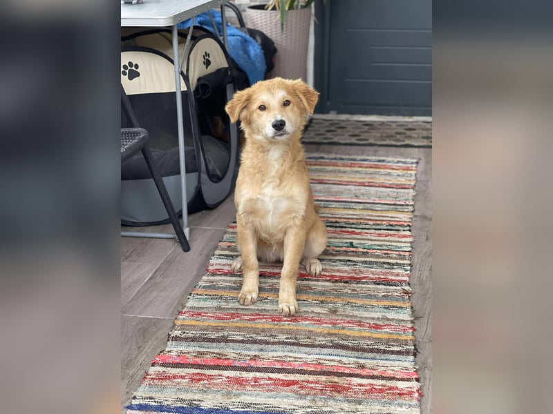 CRUMPET - verspielte Schönheit