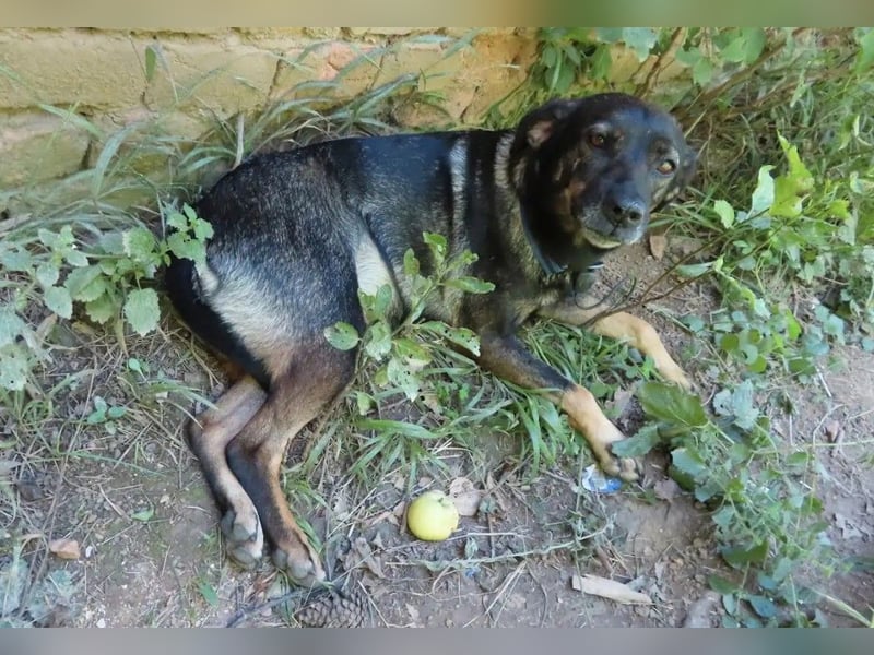 MAYA - tolle Freizeitpartnerin sucht ihr Glück