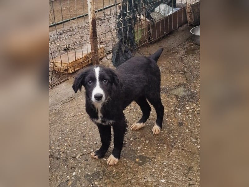 REX - sucht seinen sicheren Hafen