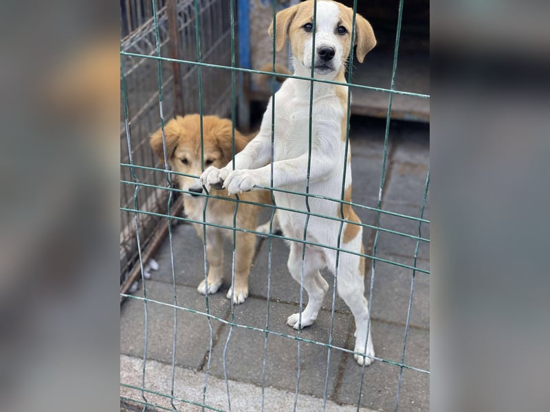 HANNAH - sucht ihre Menschen