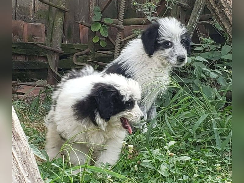 ARYA - zuckersüßes Hundekind