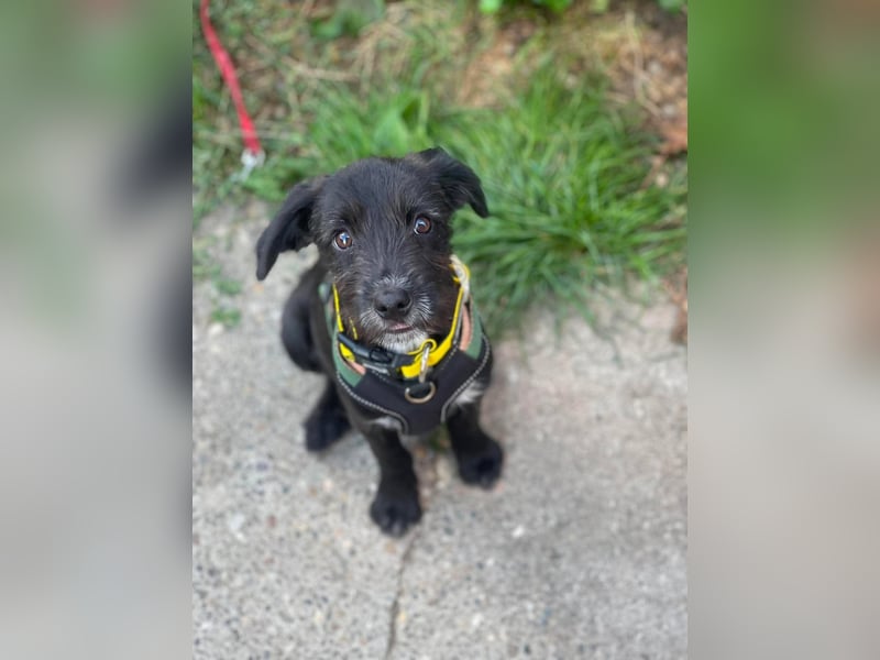 MILLIE - liebevolles Hundemädchen sucht ihr Zuhause