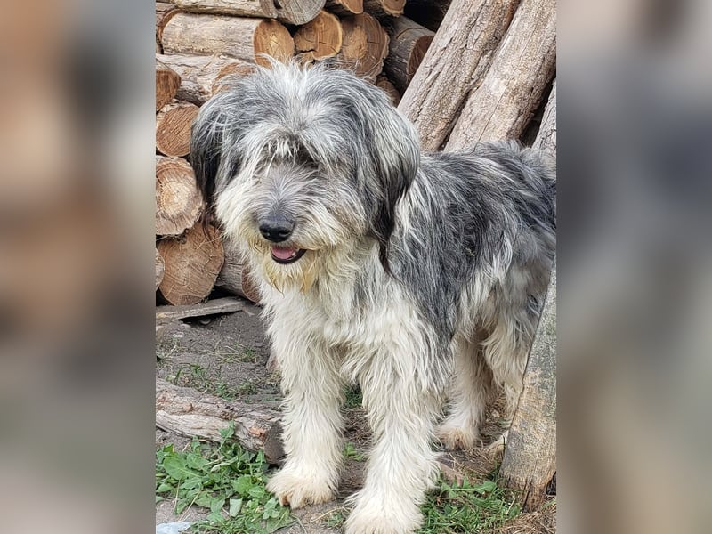 HEIDI - liebevolles Hundekind