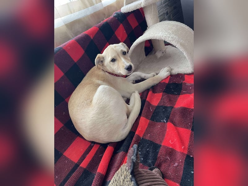 MELISSA - Zuhause gesucht