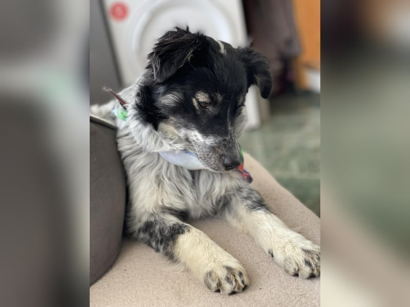 SADIE - Traumzuhause gesucht