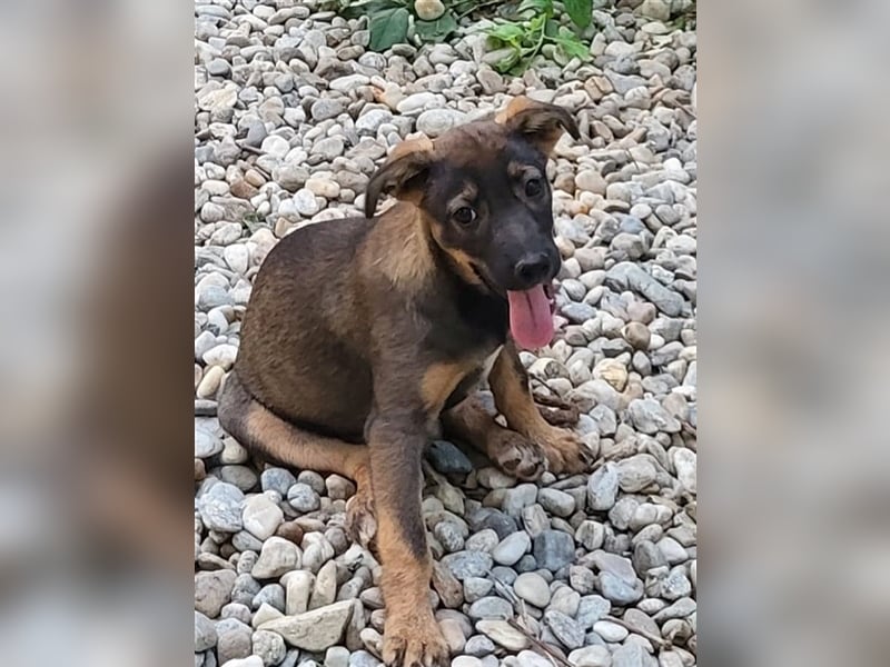 COOKIE - wo darf sie glücklich werden?