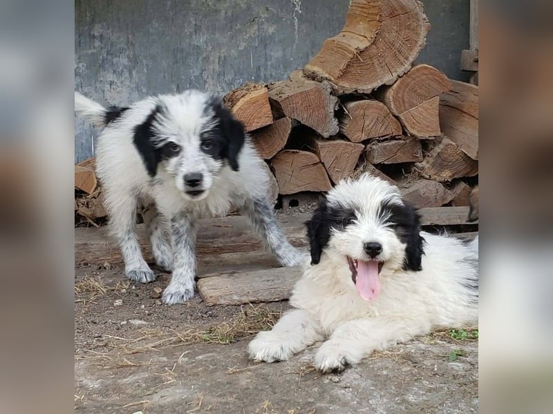 ARYA - zuckersüßes Hundekind