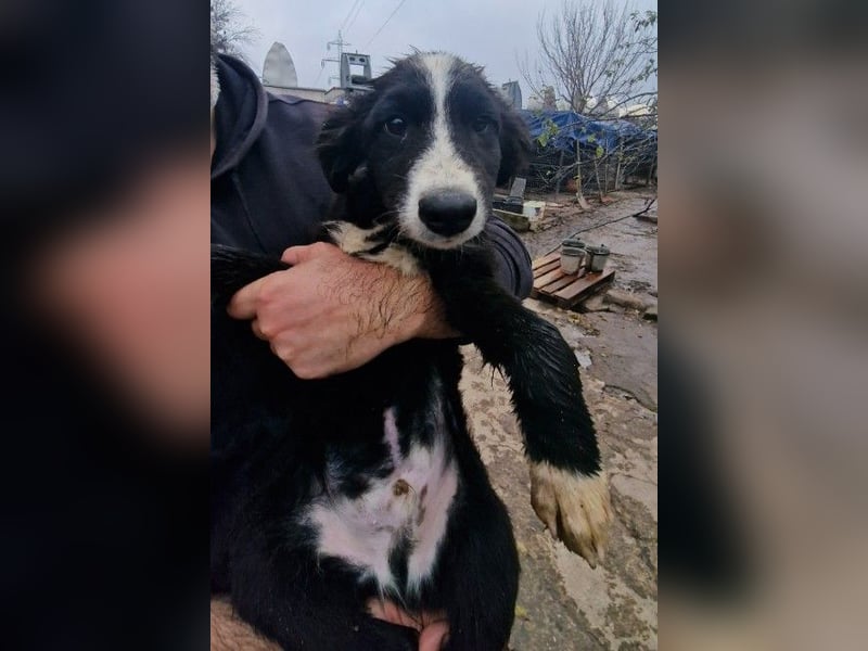 REX - sucht seinen sicheren Hafen