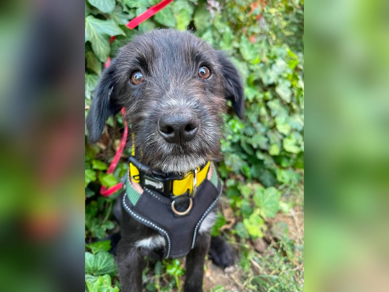 MILLIE - liebevolles Hundemädchen sucht ihr Zuhause