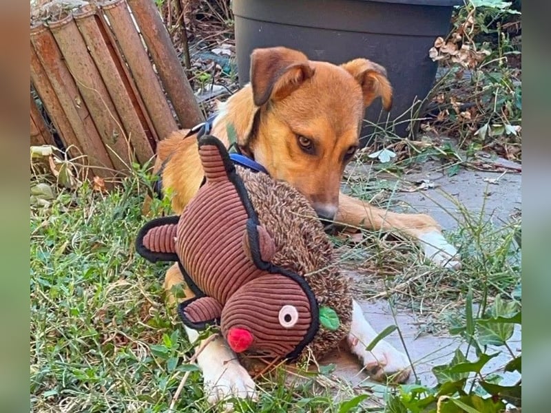 ROCKY - toller Hundebub