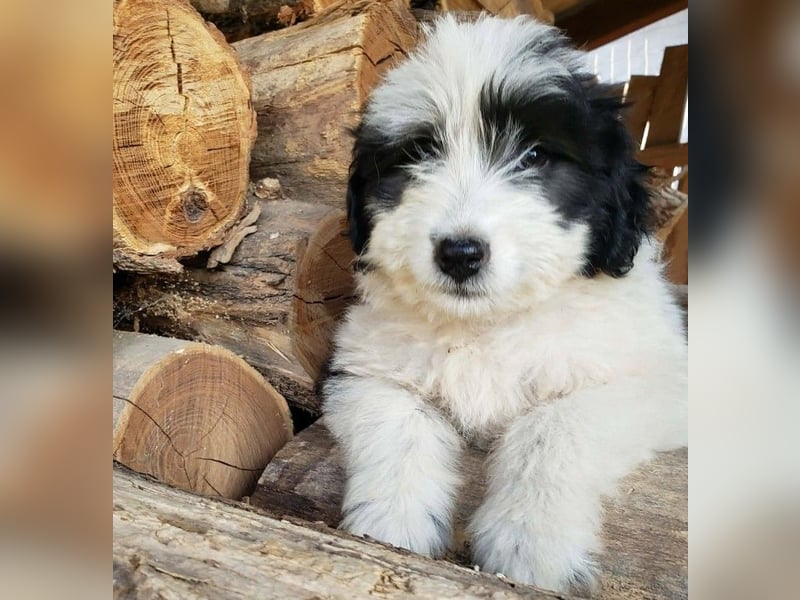 LOTTE - Traumzuhause gesucht