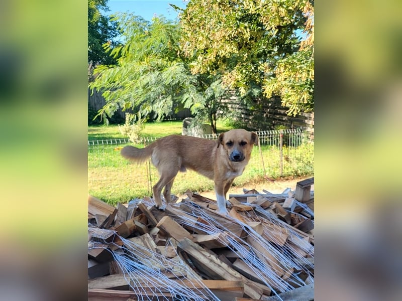 RICKY - sucht seinen sicheren Hafen