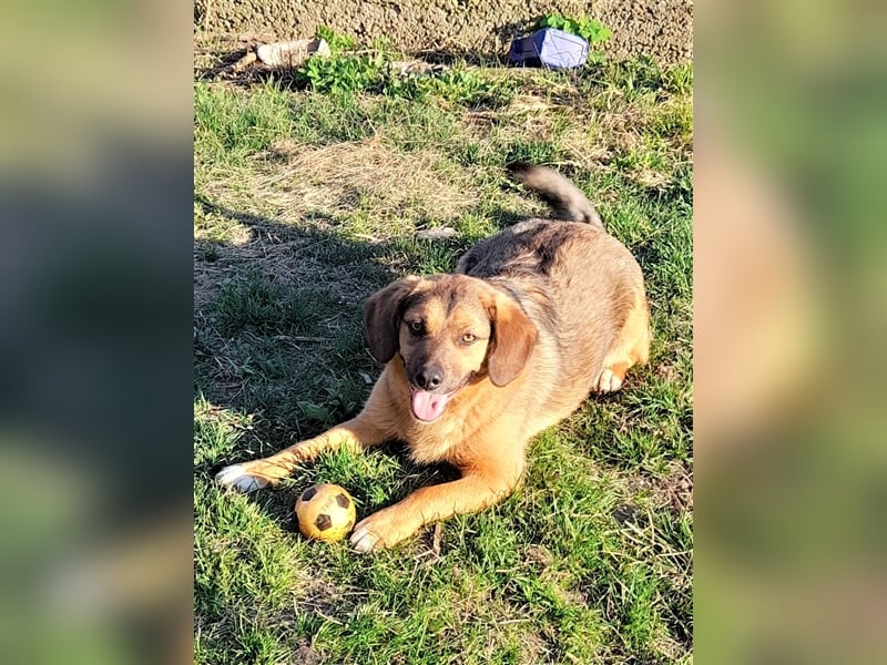 SHELDON - ein absoluter Traumhund