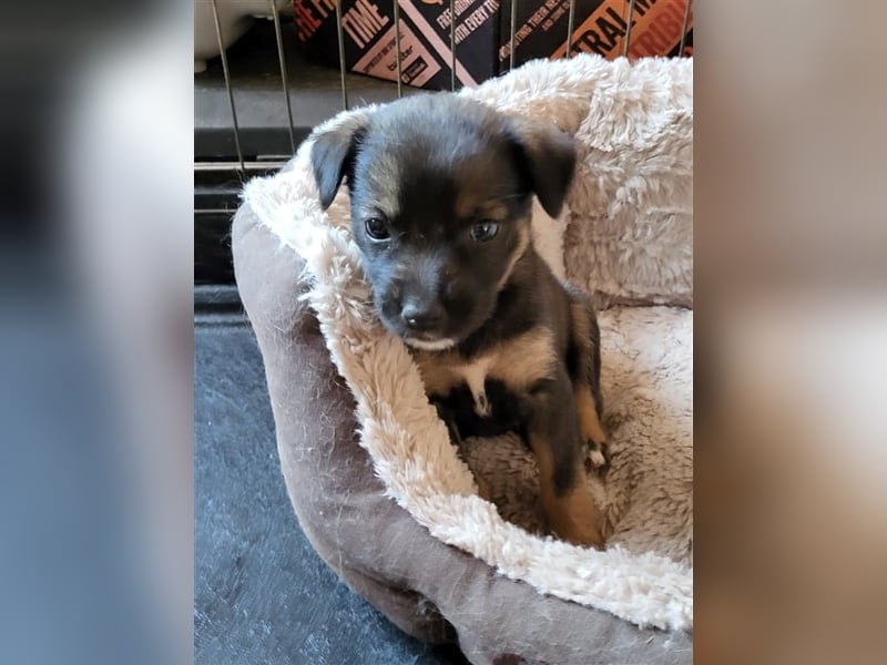 COOKIE - wo darf sie glücklich werden?