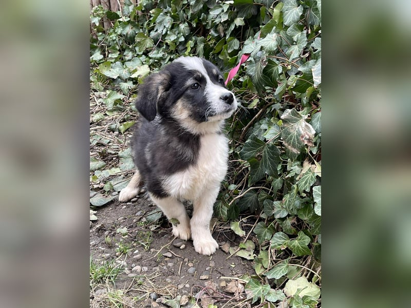 NALA - sanfte Seele sucht ihre Menschen *reserviert*