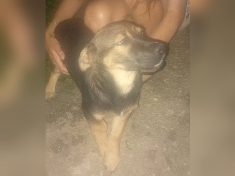 GOOFY - verspieltes Hundekind