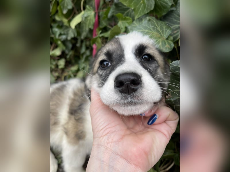 BELLA - sucht ihr Für-immer-Zuhause