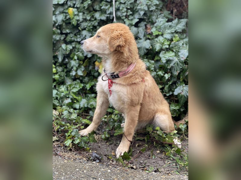 CRUMPET - verspielte Schönheit