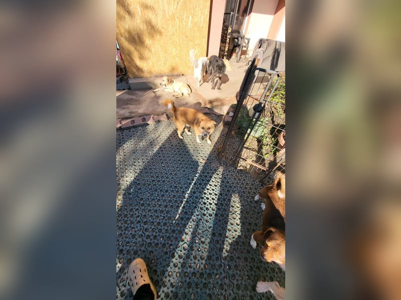 RICKY - sucht seinen sicheren Hafen