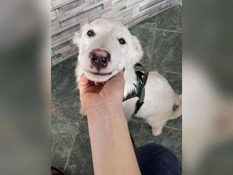 ZACK - liebevoller Hundebub