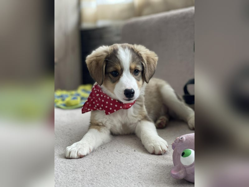 PEER - sanfte Seele sucht seine Menschen *reserviert*