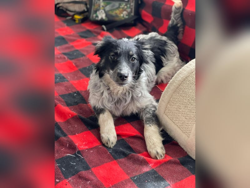 SADIE - Traumzuhause gesucht