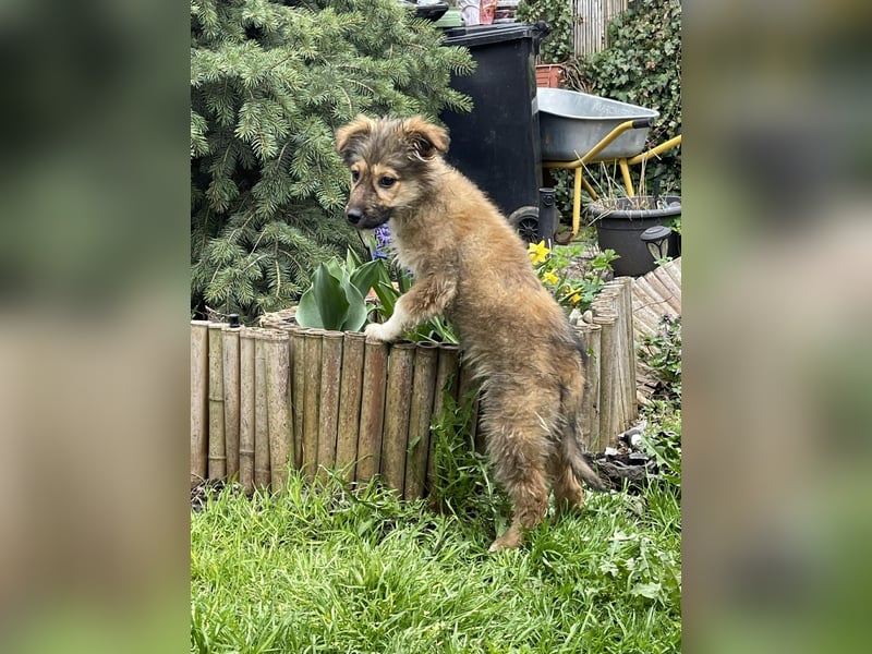 MARTHA - liebevolles Hundemädchen