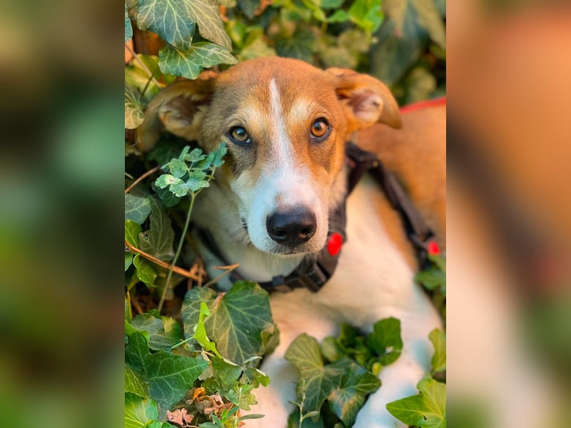 IVY - liebes Hundemädchen