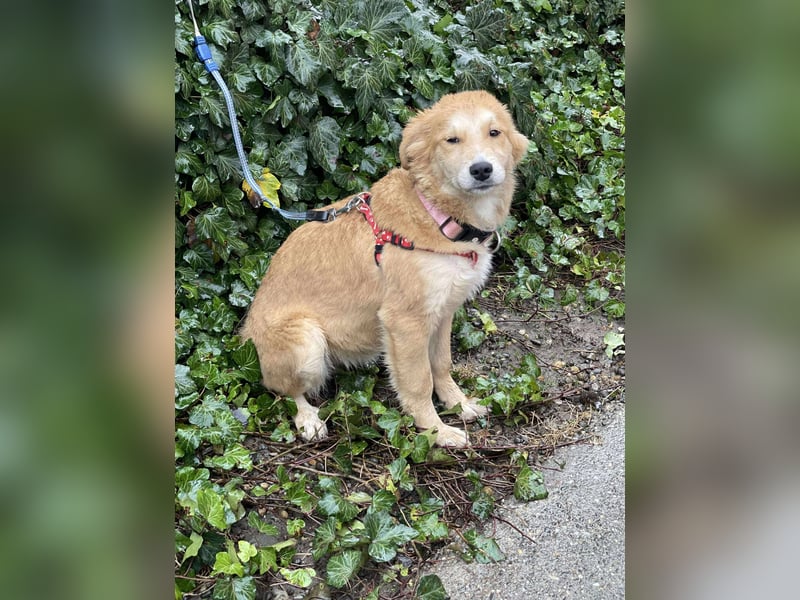 CRUMPET - verspielte Schönheit