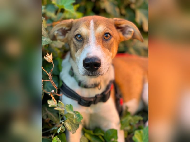 IVY - liebes Hundemädchen